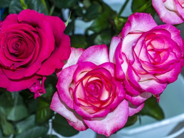 Kırmızı ve pembe bir gülün çiçek buketi. Anneler Günü. Doğum günü. Gelin buketi. Anma Günü. Uluslararası Kadınlar Günü. Mesaj için yer. Arkaplan resmi. Reklamcılık. Hediye.