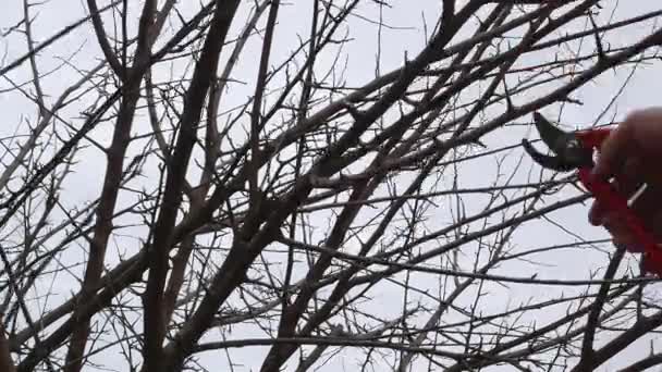 春天用剪子修剪一棵树 Orchard 在花园里干活 法默尔录像 — 图库视频影像