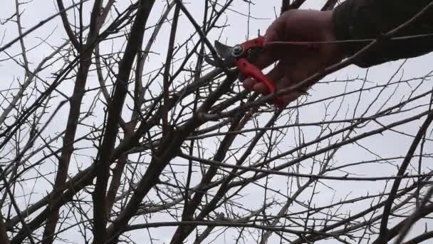 리퍼를 사용하여 나무를 심는다 과수원 정원에서 일하기 비디오 — 비디오