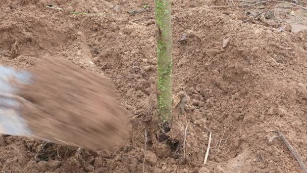 Plantando Árbol Joven Huerto Orchard Trabaja Jardín Agricultura Granjero Vídeo — Vídeos de Stock