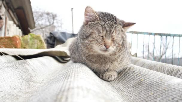 Gato Dormido Azotea Del Edificio Mascotas Felino Lugar Para Texto — Vídeo de stock