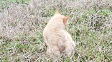Kızıl kedi çimenlerde kendini yıkıyor. Evcil hayvanlar. Kedi. Hayvan Dünyası.