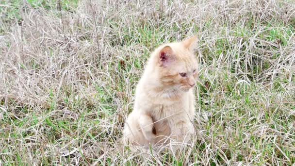 Gato Rojo Está Lavando Hierba Mascotas Felino Mundo Animal — Vídeo de stock