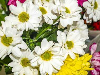 Bir buket beyaz papatya çiçeği. Anneler Günü. Doğum günü. Gelin buketi. Sevgililer Günü. Metin için yer.