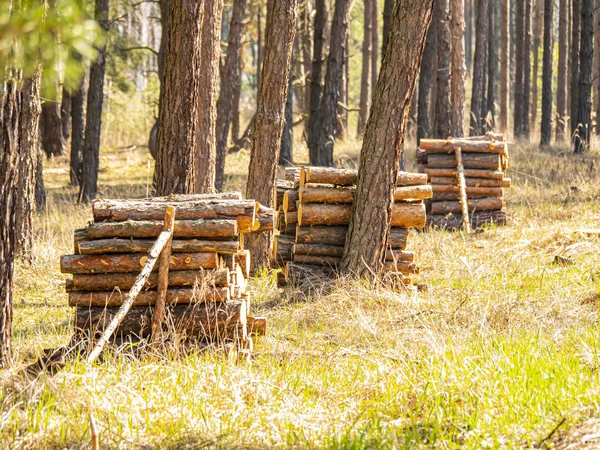 Pine tree logs piled in a pile in the forest when felled. I dig it. Harvesting the forest. Timber industry. Forest processing. Environment. Ecology. Place for text.