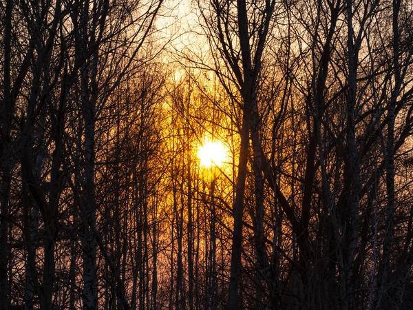 Луч Солнечного Заката Сквозь Ветви Деревьев Природный Пейзаж Фоновое Изображение — стоковое фото