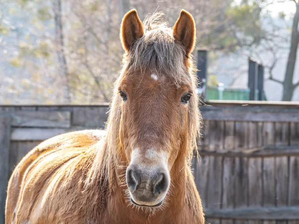 The head of a brown horse with a mane. Horse. Mare. The farm. Ranch. Cattle breeding. Agriculture. Place for text. Background image.