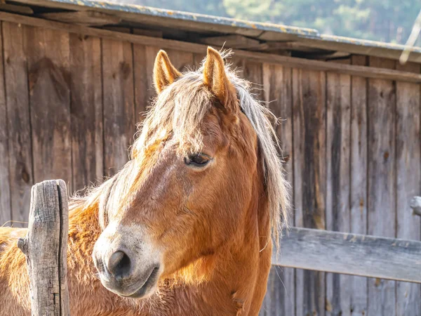 The head of a brown horse with a mane. Horse. Mare. The farm. Ranch. Cattle breeding. Agriculture. Place for text. Background image.