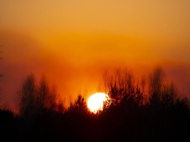 Ufukta güneşli bir günbatımının arka planında ağaç dalları var. Doğa manzarası. Arkaplan resmi.