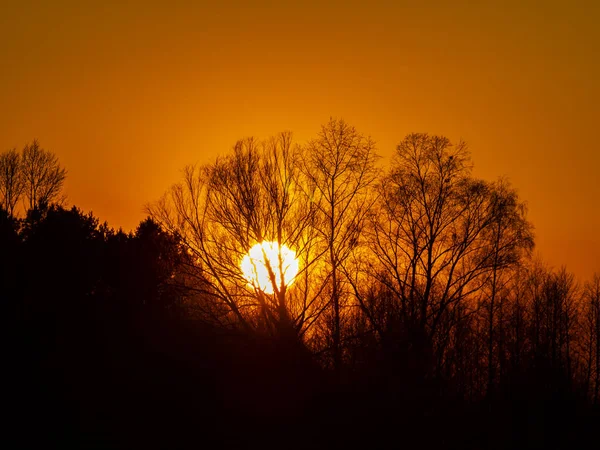 Baumzweige Vor Dem Hintergrund Eines Sonnigen Sonnenuntergangs Horizont Naturlandschaft Hintergrundbild — Stockfoto