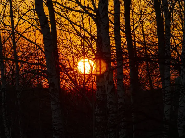 Ramas Árboles Contra Telón Fondo Una Puesta Sol Soleada Horizonte — Foto de Stock