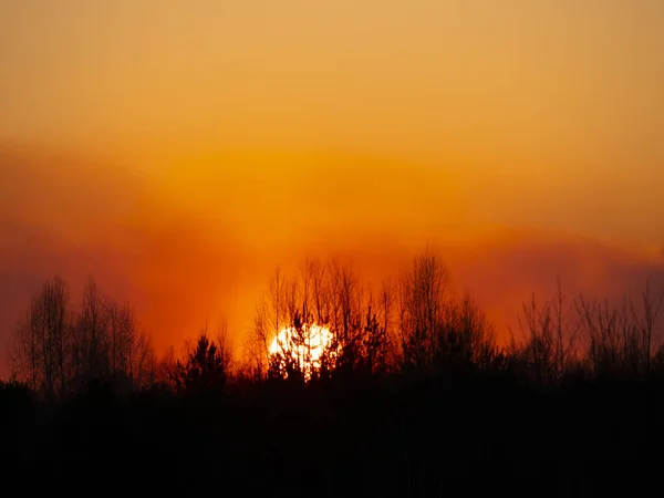 Baumzweige Vor Dem Hintergrund Eines Sonnigen Sonnenuntergangs Horizont Naturlandschaft Hintergrundbild — Stockfoto