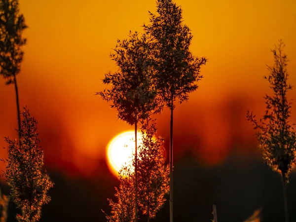 Schilfrohr Vor Dem Hintergrund Eines Sonnigen Sonnenuntergangs Horizont Naturlandschaft Hintergrundbild — Stockfoto