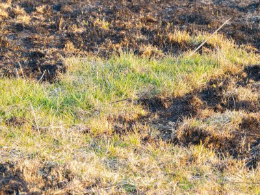 Siyah kavrulmuş çimlerin etrafındaki çayırın yeşil otları. Arkaplan resmi. Mesaj için yer. Ekoloji. Çevre.