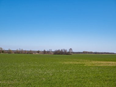 Güneşli bir günde mavi gökyüzü olan bir tarlada kış ekinleri filizleniyor. Bulut ufku. Tarım. Mesaj için yer. Arkaplan resmi.