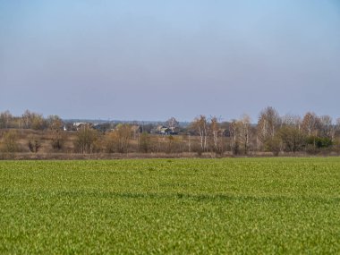 Güneşli bir günde mavi gökyüzü olan bir tarlada kış ekinleri filizleniyor. Bulut ufku. Tarım. Mesaj için yer. Arkaplan resmi.