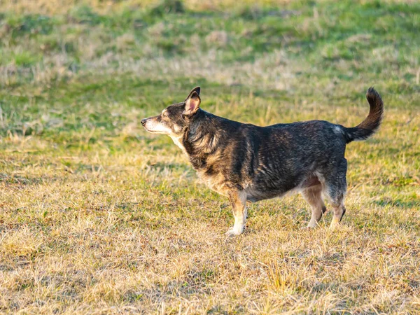 Άστεγο Σκυλί Στο Πράσινο Γρασίδι Του Πάρκου Κατοικίδια Ζωικό Κόσμο — Φωτογραφία Αρχείου