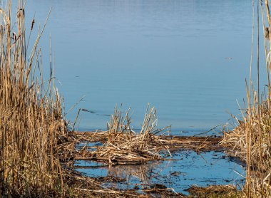 Suyun yüzeyinde Reed bastonu var. Doğal arka plan. Balık tutmak ya da avlanmak için bir yer. Dnepr Nehri. Arkaplan resmi. Mesaj için yer. Manzara. Güneşli bir gün. Mavi gökyüzü.