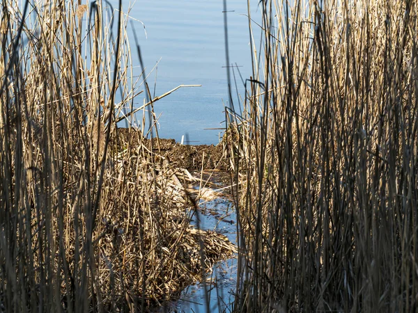 Schilfrohr Über Der Wasseroberfläche Natürlicher Hintergrund Ein Ort Zum Angeln — Stockfoto