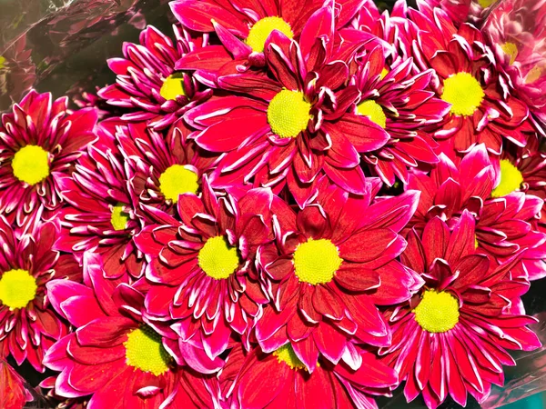 Festive bouquet of red and yellow flowers. Aster. Chamomile. Tulips Birthday. Bridal bouquet. Mothers Day. Valentine's Day. Place for text. Showcase flower shop.