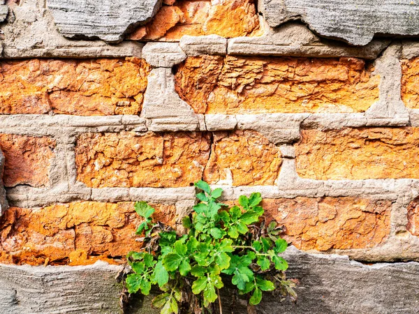 用绿色发芽的植物筑成的红砖墙 文字模板 文字的位置 背景图像 那是一个记念日 断奶了植被 — 图库照片