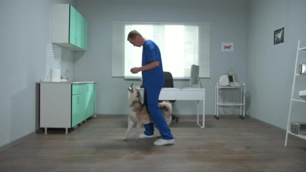 Médecin vétérinaire en uniforme forme un husky dans le cabinet — Video