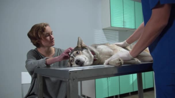 Владелец гладит собаку, лежащую на столе, ветеринар разговаривает с владельцем — стоковое видео