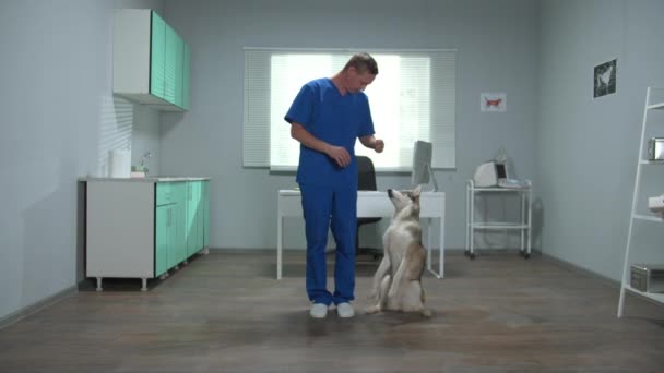 Il veterinario in uniforme allena un husky in gabinetto — Video Stock