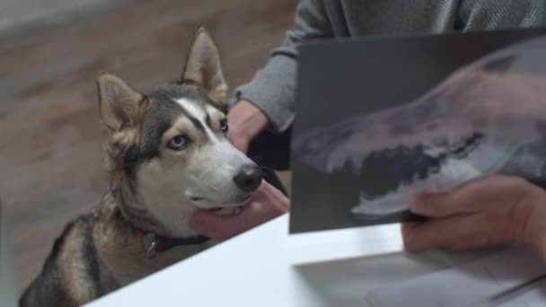 Husky schaut auf Röntgenbild, das Tierarzt zeigt — Stockvideo