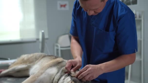 Хаски лежит на столе, пока ветеринар смотрит на его уши, замедленная съемка — стоковое видео