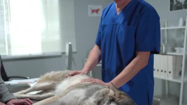 Husky yace sobre la mesa mientras el veterinario palpa su cuerpo — Vídeo de stock