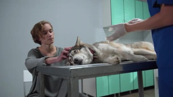 Владелец ласкает собаку, лежащую на столе, ветеринар надевает перчатки — стоковое видео