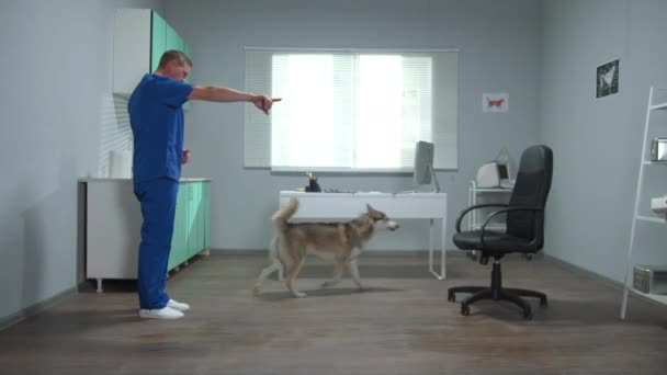 Médico veterinario en uniforme azul entrena a un husky con bocadillos — Vídeos de Stock