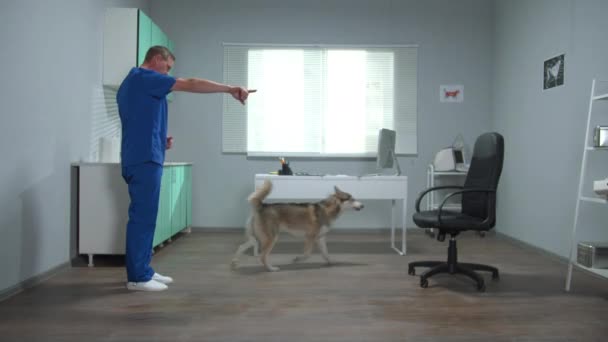 Veterinární lékař v modré uniformě trénuje husky s občerstvením — Stock video