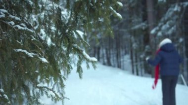 Turistler çam ormanlarında gezerler. Arkaplan