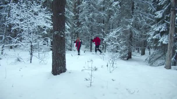 Esquiadores deambulan por el bosque y disfrutan de la naturaleza — Vídeos de Stock