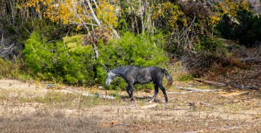 Atlar özgürce otluyor.