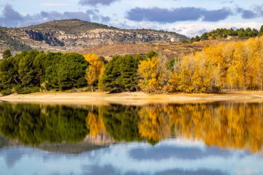 Suya yansıyan orman
