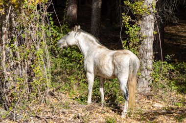 Atlar özgürce otluyor.