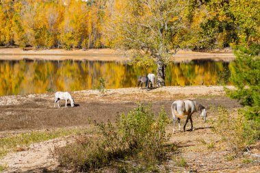 Atlar özgürce otluyor.