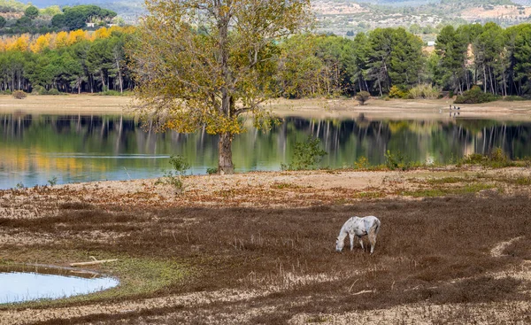 Horses grazing in freedom — Stock Photo, Image