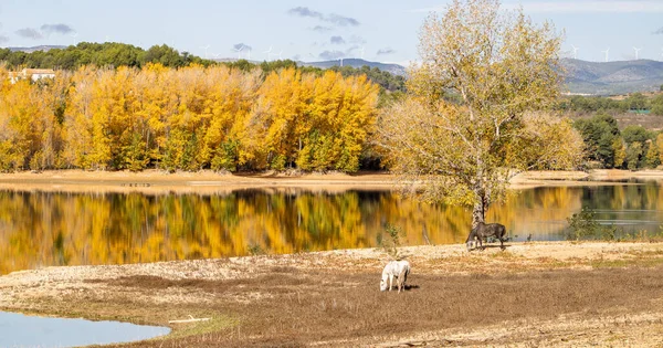 Hästar betar i frihet — Stockfoto