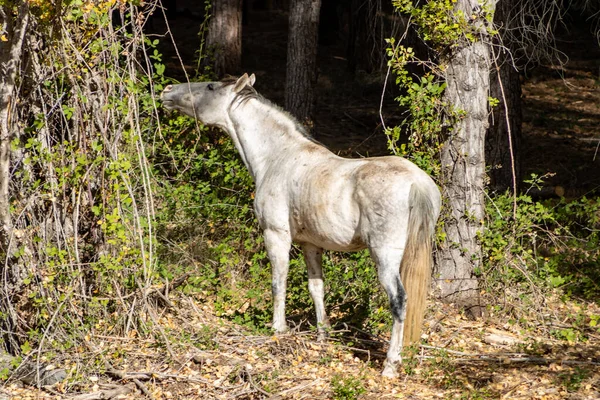 Atlar özgürce otluyor.