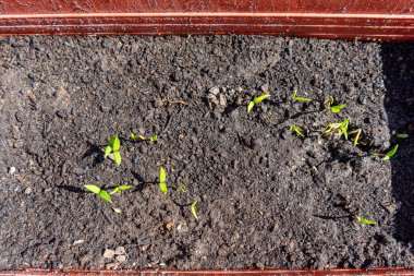 Biber tohumları güneşli bir günde tencerede filizlenir.