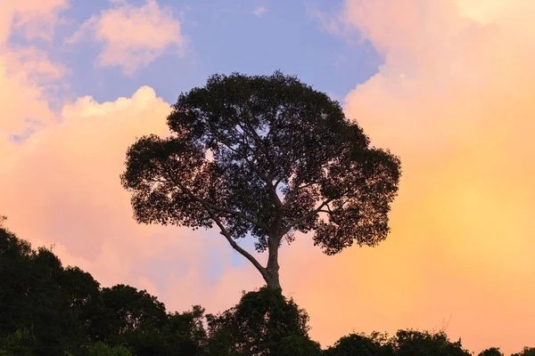 Chercher Arbre Géant Coucher Soleil Dans Forêt — Photo