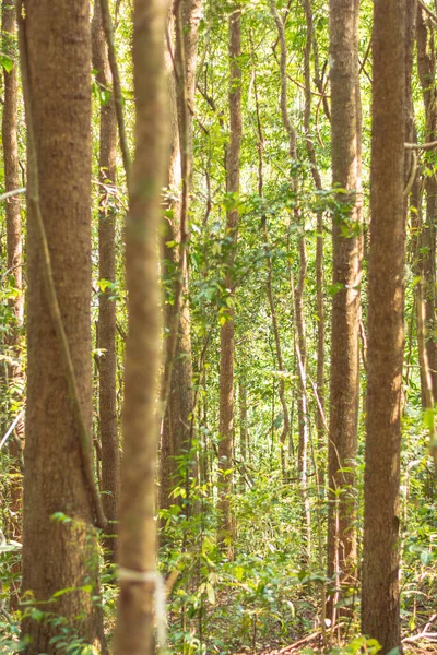 Coup Vertical Arbres Milieu Forêt Sempervirente Saison Estivale — Photo