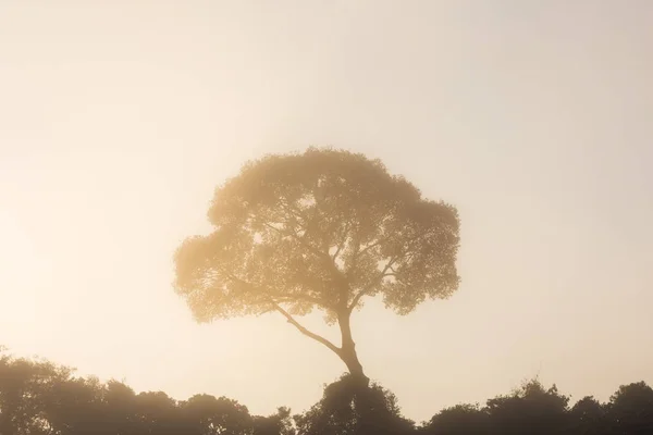 Looking up a giant tree during sunrise in the foggy forest. Copy space wallpaper.