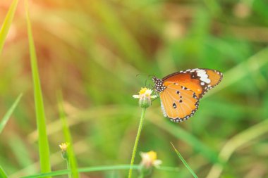 Kaplana (Danaus chrysippus) yakın plan bir bahçede palto düğmeleri üzerinde kelebek. Boşluk duvar kağıdını kopyala.