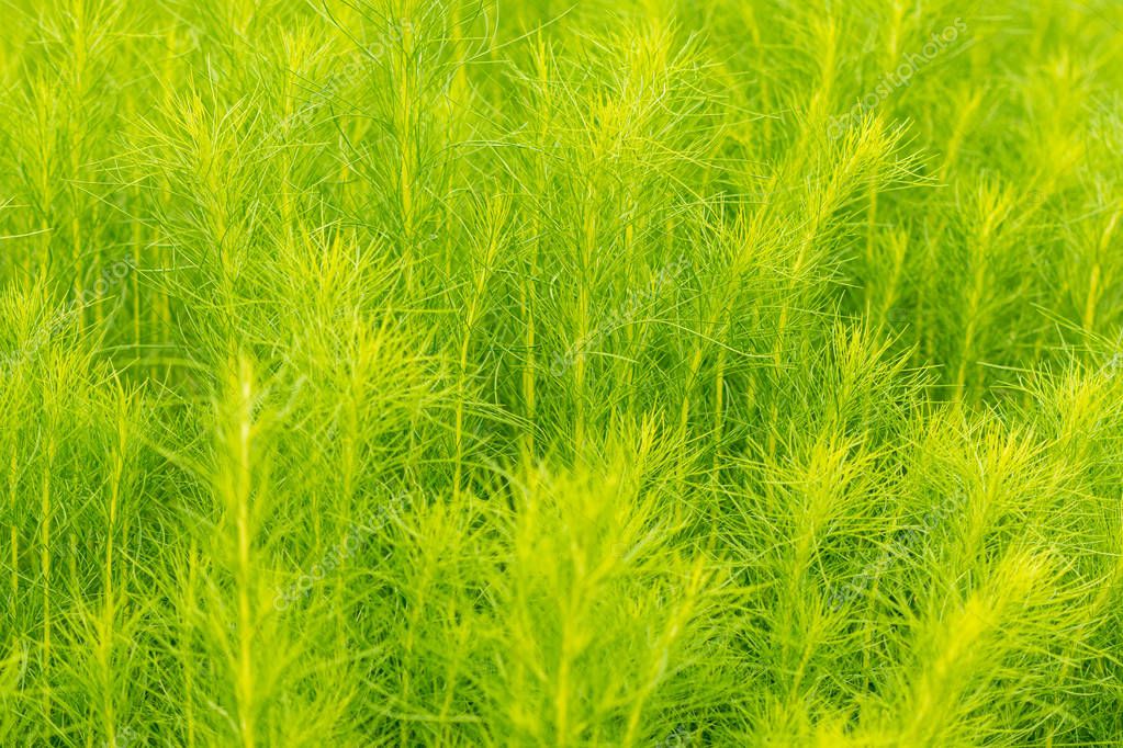 Primer plano Eupatorium capillifolium o Dogfennel, planta herbácea perenne en la familia de los