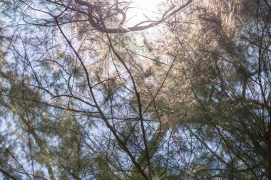 Sabahları Avustralya çam ağacı yapraklarının arasından gün ışığına bakıyorum..